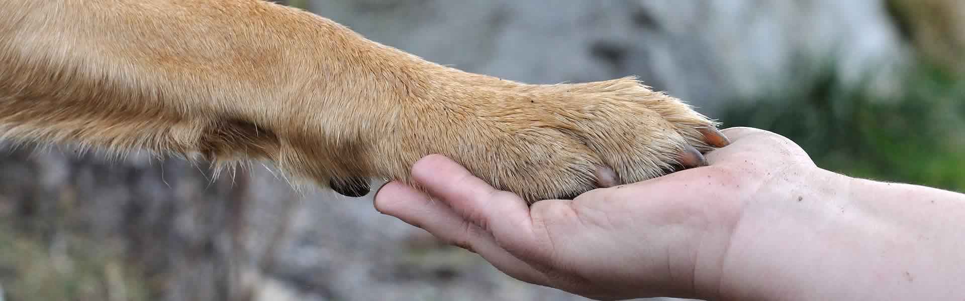Cremazione animali domestici